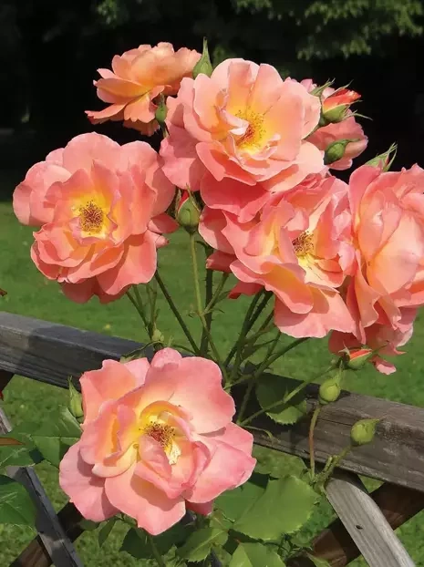 Kletterrose (Rosa) 'Blawatek'