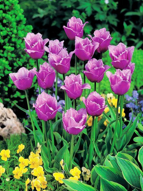 Tulpe (Tulipa) 'Blue Heron'