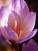 Zeitlose billig (Colchicum) 'The Giant'