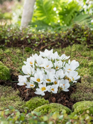 Krokus (Crocus) 'Ard Schenk'