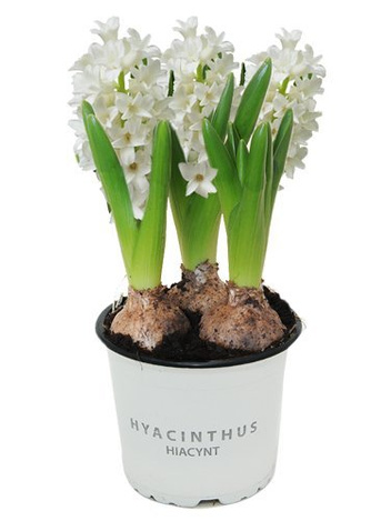 Hyazinthe (Hyacinthus) 'City of Bradford'