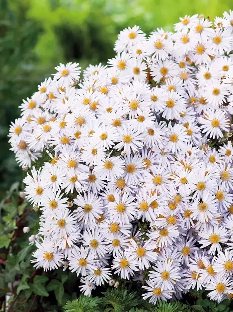 Aster (Aster dumosus) 'Apollo' 1 St.