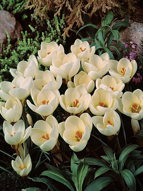 Krokus (Crocus) 'Cream Beauty'