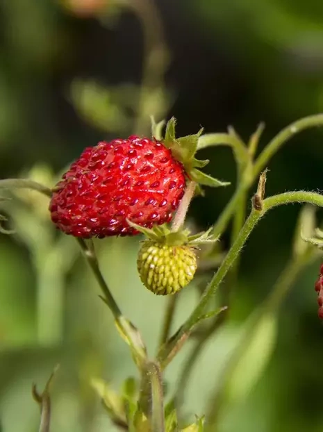 Fragaria vesca 'Regina