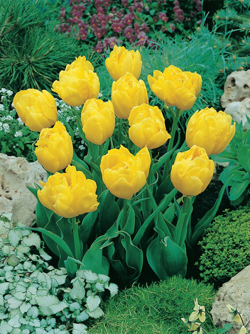 Tulpe (Tulipa) 'Monte Carlo' 5 St.