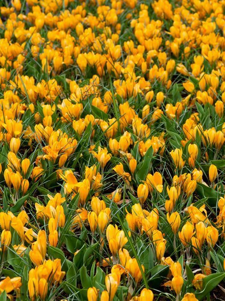 Krokus (Crocus) 'Golden Yellow'