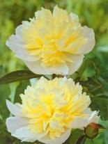 Pfingstrose (Paeonia) 'Laura Dessert'