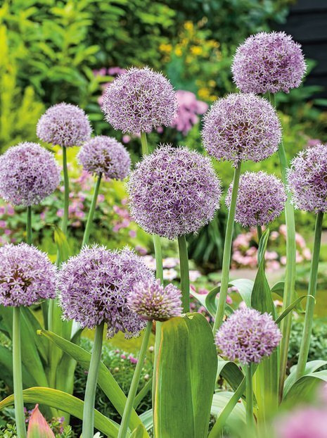 Zierlauch (Allium) 'Globus' 1 St.