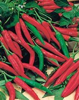 Samen Cayenne Pfeffer (Capsicum frutescens)