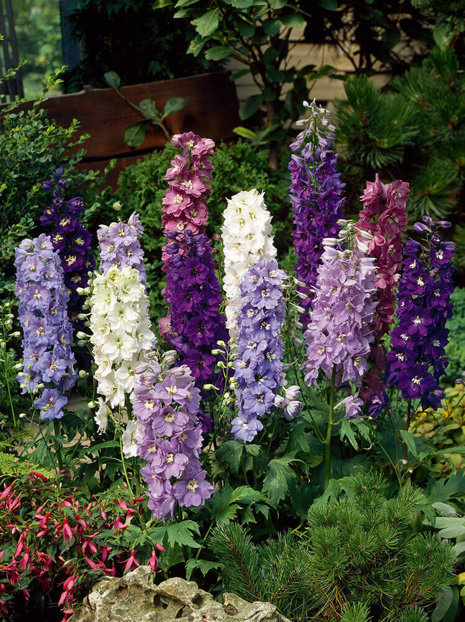 Samen Rittersporn (Delphinium ajacis hyacinthiflorum)