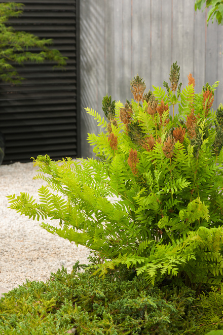 Königsfarn  (Osmunda Regalis)(Osmunda Regalis) 1 St.