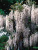 Weißer Chinesischer Blauregen (Wisteria) Weiß