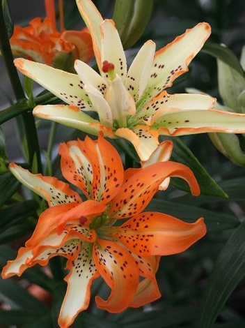 Lilia (Lilium) 'Must See'