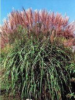 Ziergras Chinaschilf (Miscanthus sinensis) 'Maleparthus'