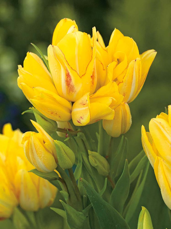 Tulpen (Tulip) 'Sunshine Club'