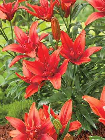 Lilie (Lilium) 'Red Twin''