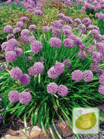 Zierlauch (Allium)'Senescens Ssp Montanum' 