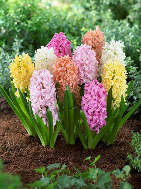 Duftende Hyazinthen (Hyacinthus) Mix