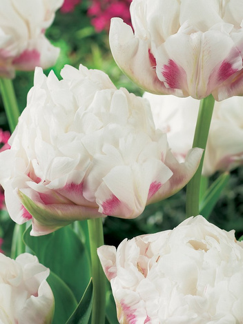 Tulpe (Tulipa) 'Ice Wonder'