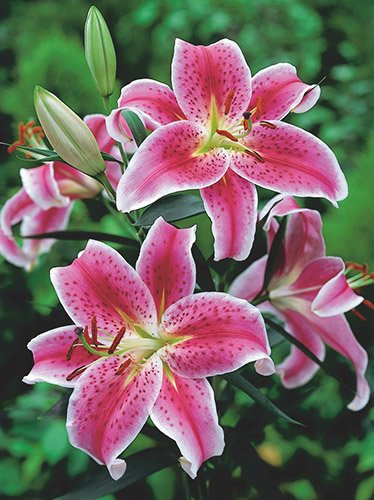 MEGAPACK Lilie (Lilium) Stargazer