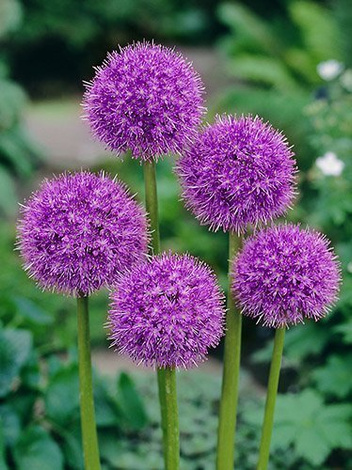 Zierlauch (Allium) 'Giganteum'