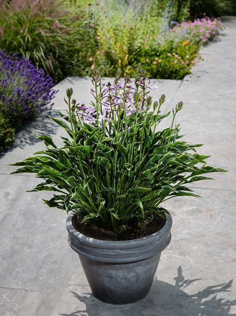 Funkie (Hosta) 'Praying Hands'