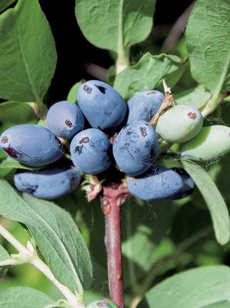 Kamtschatkabeere (Lonicera coerulea var. Kamtschatica) 'Atut'