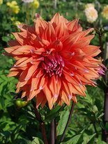 Dahlie (Dahlia) 'Colour Spectacle'