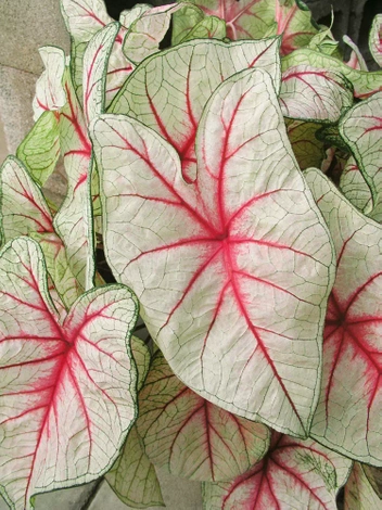 Kaladie (Caladium) 'White Queen' 1 St.