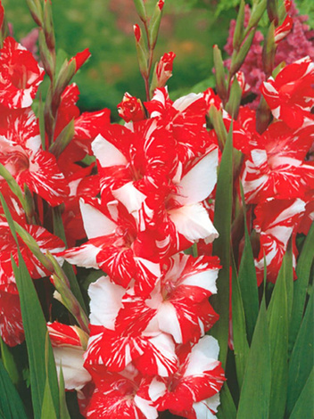 Gladiole (Gladiolus) 'Zizane'