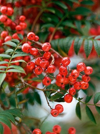 Eberesche (Sorbus aucuparia L)