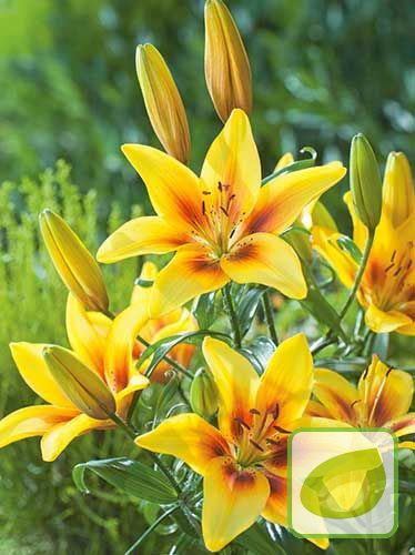 Lilie asiatische ( Lilium ) Pieton 1 St.