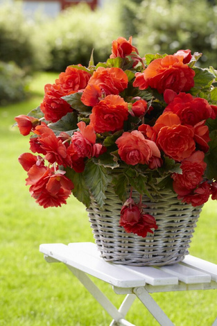 Begonie ( Begonia ) ' Red Glory'