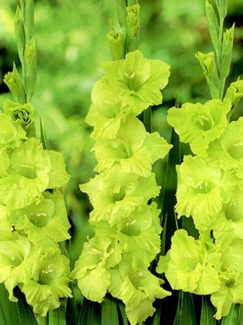 Gladiole (Gladiolus) 'Green Star'