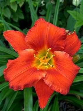 Liliowiec (Hemerocallis) Amadeus