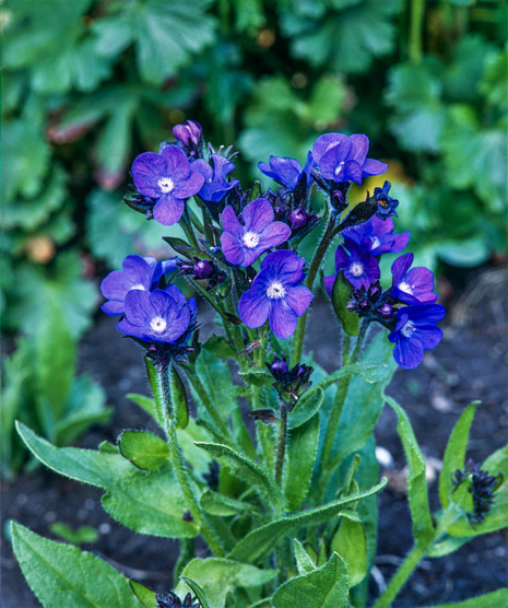 Große Ochsenzunge (Anchusa) 'Loddon Royalist' 1 St.