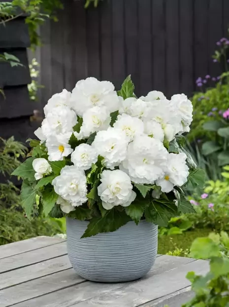 Begonie (Begonia) Double White 1 St.