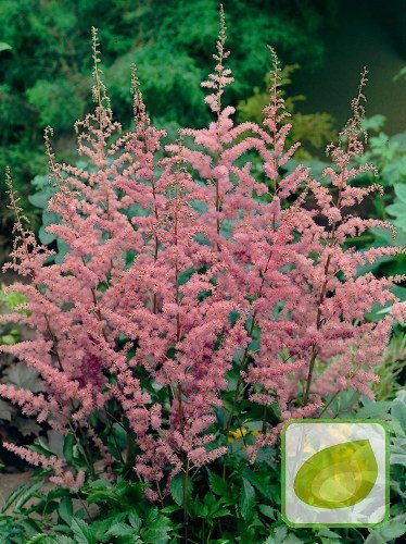 Astilbe (Astilbe) Amethyst 1 St.