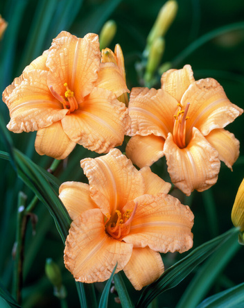 Taglilie (Hemerocallis) Bertie Ferris 1 St.