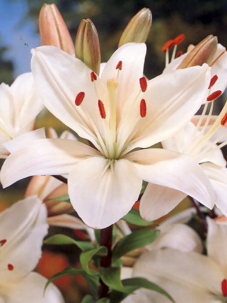 Lilie (Lilium) 'Apollo'