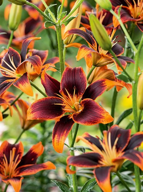 Lilie (Lilium) 'Forever Susan'