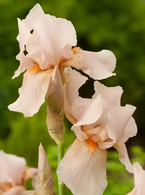 Schwertlilie Germanika 'Pink Horizon'