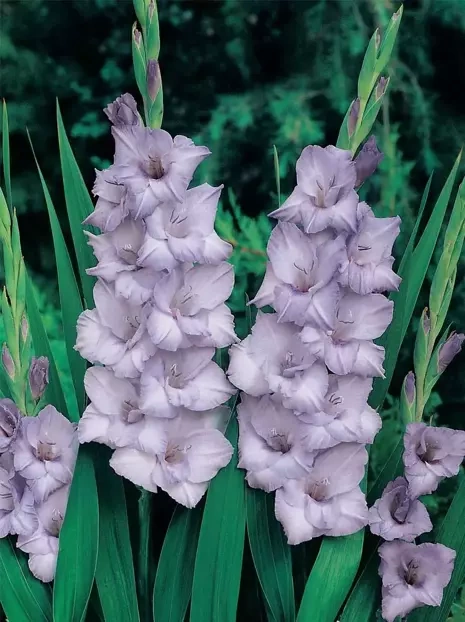 Gladiole ( Gladiolus ) ' Blue Tropic " 5 St.