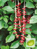 Chinesisches Spaltkörbchen (Schisandra Chinensis) 