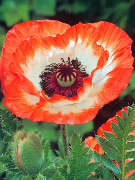 Mohn (Papaver orientale) 'Orange Picotie'