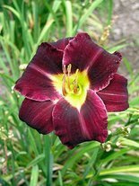 Taglilie (Hemerocallis) 'Super Purple'