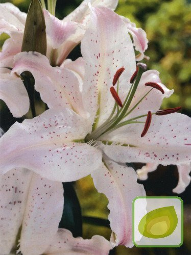 Lilie (Lilium) Marco Polo