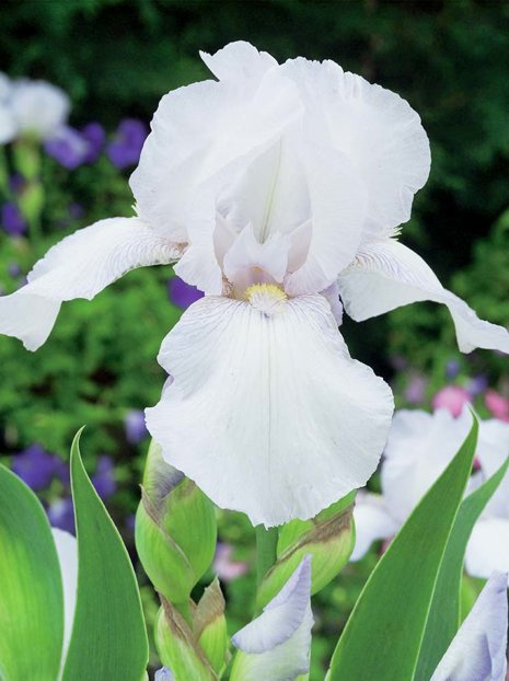 Schwertlilie (Iris germanica) 'Bianca'