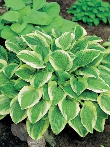 Funkie (Hosta) 'Austin Dickinson'