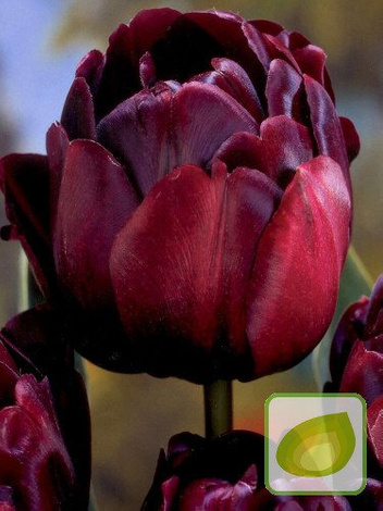 Tulpe Black Hero